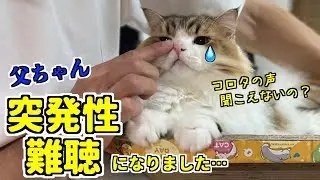 【突発性難聴】父ちゃん(猫の飼い主)が突発性難聴発症／左耳の聴力が落ちてしまいました・・・