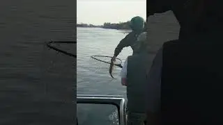 Окунь на спиннинг #shorts #сибирь #рыбалка #спиннинг #окунь #perch #fishing #fishvideo #siberia