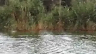 КАПА НА ОХОТЕ )))