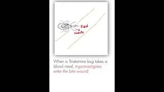 Blood Parasites (Parasitology)