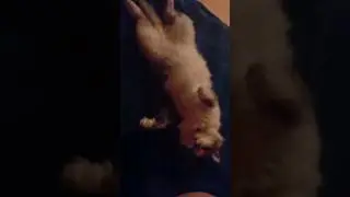 Котик Эндер потолстел!!