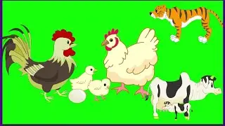 Green Screen Animals Collection/Free Download for Use