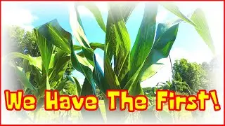 Giant Corn Update June 17th 2024