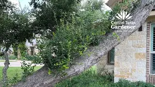Oak tree sprouts: Can I prune?