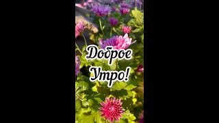 Здравствуй, новый день. А.Петряшева 