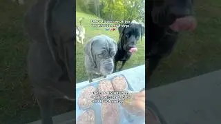 EARLY frozen raw patties breakfast for my 4 dogs 🥶🐶🥩