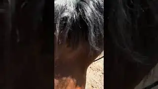 Lesson Horse in Rehab