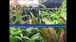 Расбора гетероморфа(Клинопятнистая). Trigonostigma heteromorpha