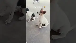 puppies 🐶🐈 #music @animallover00 @cutepupp