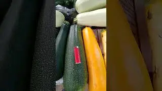 Утренний урожай: кабачки и огурцы!