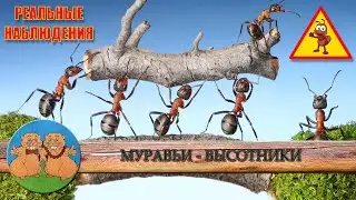 МУРАВЬИ - ВЫСОТНИКИ. Реальные наблюдения за строительством муравейника на дереве.