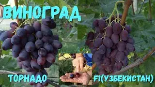 Виноград Торнадо и F1(Узбекистан).