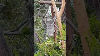 Koala -#koala #sandiego #zoo #california #usa #animals #animal #australia #balboa #park #sandiegozoo