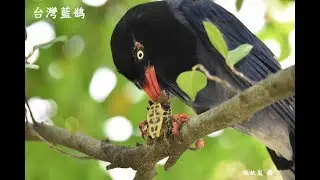 台灣藍鵲獵食 小斑龜