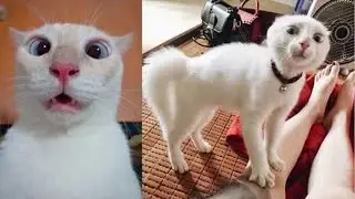 The Funniest Videos of Cats / Kedilerin En Komik Videoları