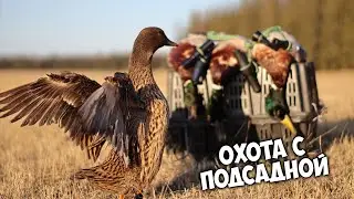 Охота с подсадной. Утка отработала на все 100!