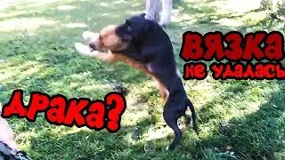 Фаина питбуль)) вязка собак, спаривание (не удалась)