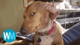 Top 5 Dogs ( part 279 )