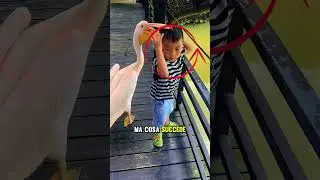 How to survive pelican attacks?😨
