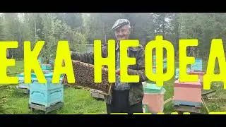 Apiary view from a quadcopter 4K