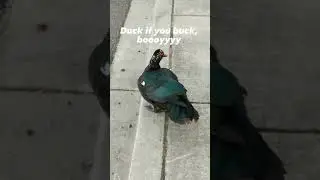 duck duck