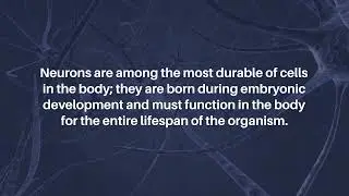 Aging and Neuronal Death | Aging-US