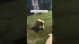 Bear became boneless 💀 #shorts