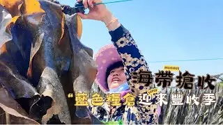 海帶搶收 “藍色糧倉”迎來豐收季 | 中國長壽之鄉 #泉港