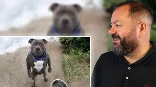 Dogs are on Earth to MAKE US LAUGH😂Funniest Dog Ever! REACTION | OFFICE BLOKES REACT!!