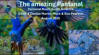 The amazing Pantanal in Brazil South America | August 2025