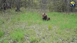 Медведь  Фотоловушка заповедник Нургуш