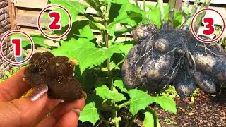 Hoe kweek je Yacon knollen? Mijn eerste ervaring met Yakon