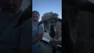 Benny the rescue sheep might be spoiled