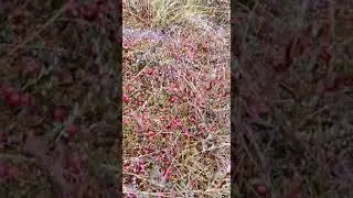 сбор клюквы в Новгородской области 2021г.