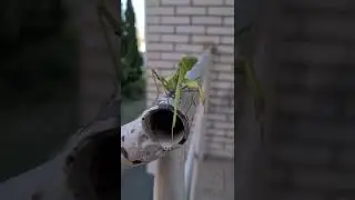 богомол атакует