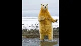 cool dancing bears