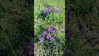 ДЕЛИТЕСЬ КРАСОТОЙ #доброеутро #весна