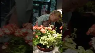 ГЕРАНЬ #цветы августа