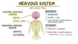 BASIC ANATOMY & PHYSIOLOGY: NERVOUS SYSTEM Review