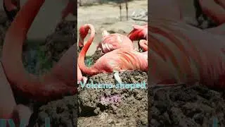 🎉 Unbelievable Flamingo Facts You Must Know 🦩💖 #FlamingoDay #waterpedia #shorts #lifeonland