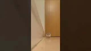 funny mouse 🐁 TikTok