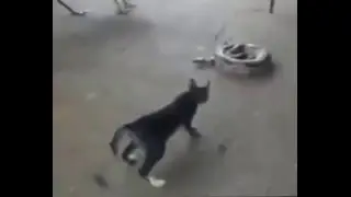 Прикол Кошка Змея и Курица