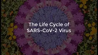 SARS-CoV-2 Life Cycle (Summer 2020)