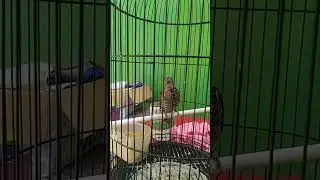 Burung kedasih gacor