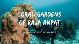 The Coral Gardens of Raja Ampat