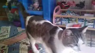Кошка Дуся