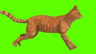 Green Screen Background Correcter In cat #ManywaysfrontSide #animation #video  #youtube #greenscreen