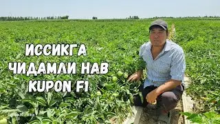 KUPON F1 ва PEMBOLA F1 Помидорлари БУКА ТУМАНИДА.