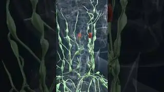 The Lymphatic System 