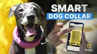 Halo Collar 3 Unboxing and Review | The Ultimate Smart Dog Collar for Training, Safety & Tracking